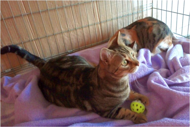 multimedia-foto45338-224-3