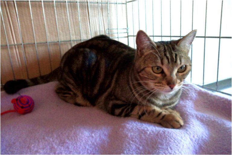 multimedia-foto45339-264-3