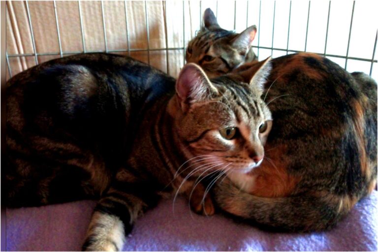 multimedia-foto45340-265-3