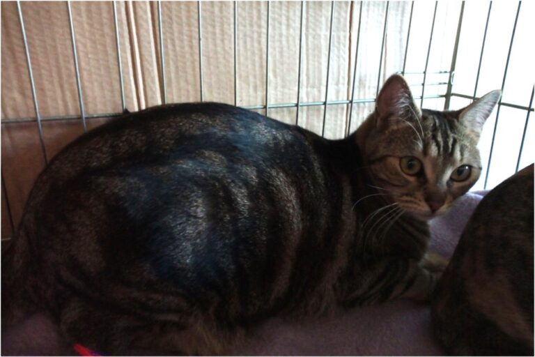 multimedia-foto45342-266-3