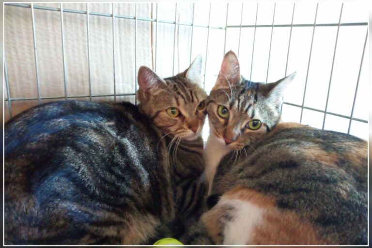 multimedia-foto45344-303-3