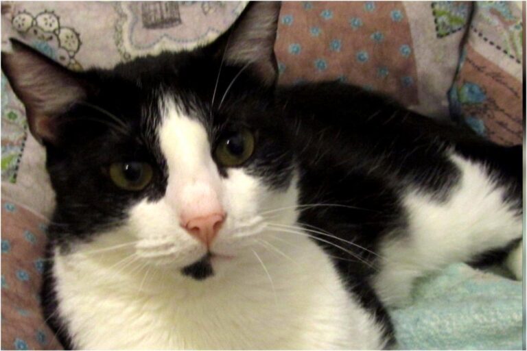 multimedia-foto45345-959-3