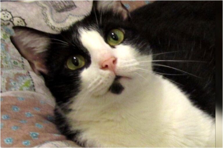 multimedia-foto45346-961-3