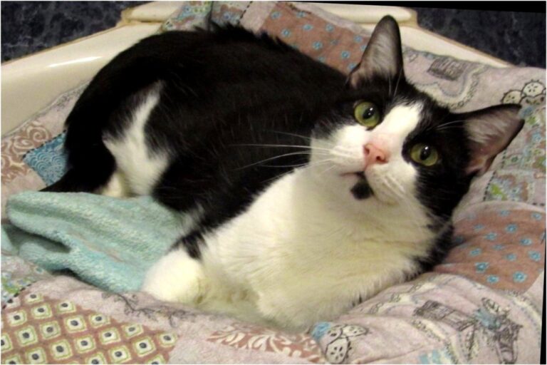 multimedia-foto45347-961-3