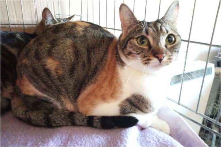 multimedia-foto45350-743-3