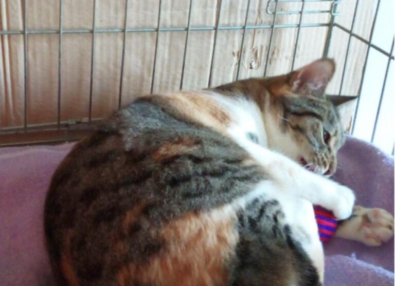 multimedia-foto45353-745-3