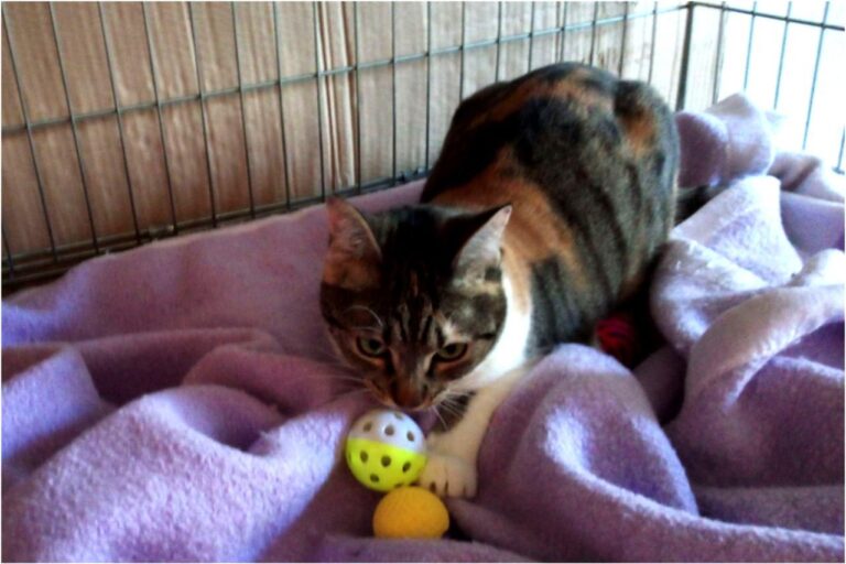 multimedia-foto45354-746-3