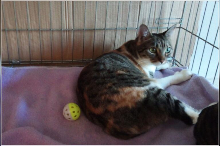 multimedia-foto45355-747-3