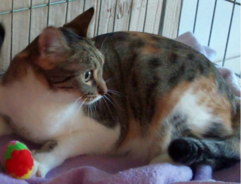 multimedia-foto45363-460-3