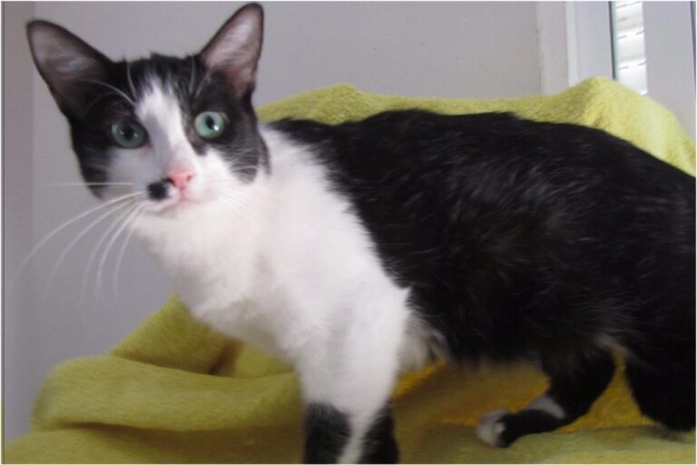 multimedia-foto45377-17-3