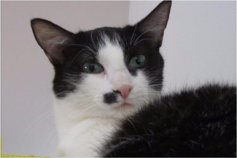 multimedia-foto45378-18-3