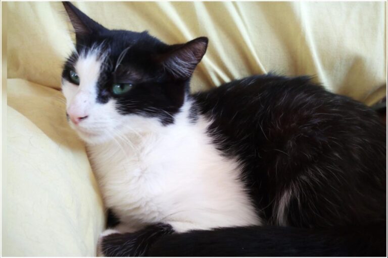 multimedia-foto45380-43-3