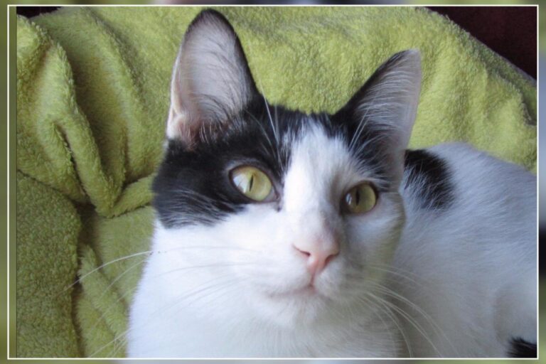 multimedia-foto45399-450-3