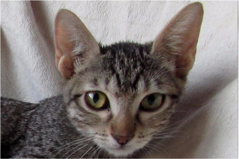 multimedia-foto45401-913-3