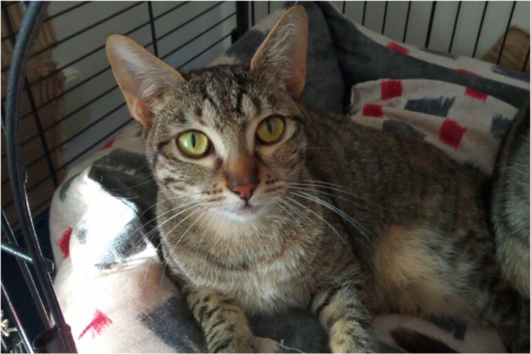 multimedia-foto45403-915-3