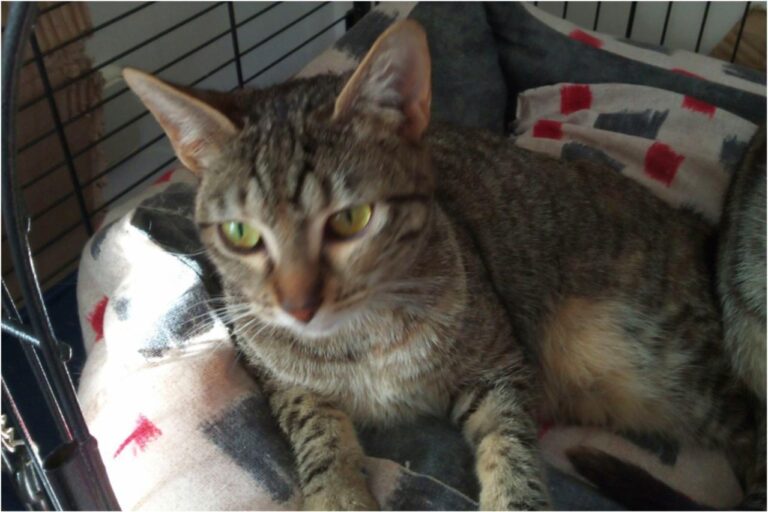 multimedia-foto45404-915-3