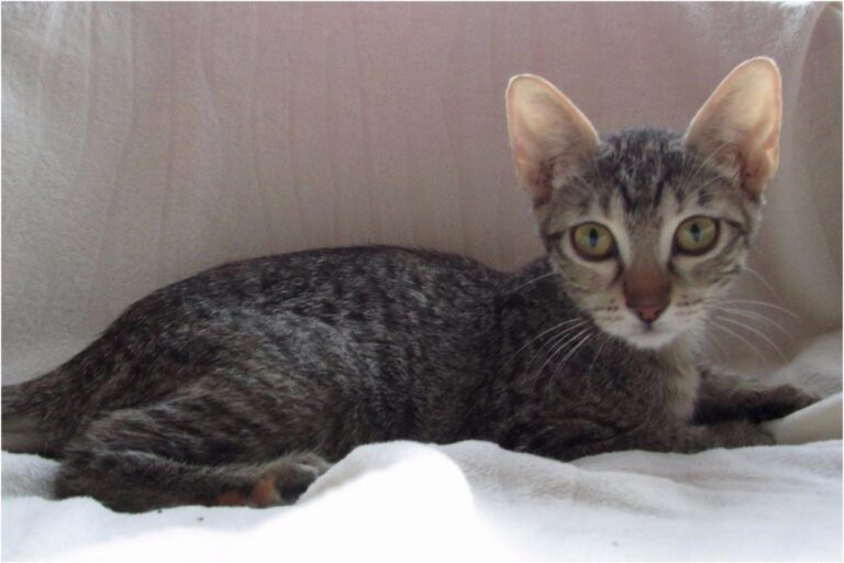 multimedia-foto45405-939-3