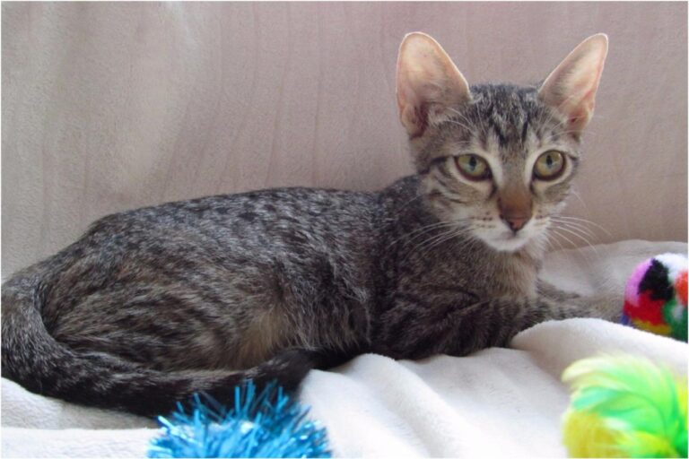 multimedia-foto45406-940-3