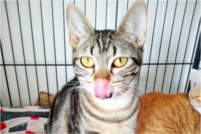 multimedia-foto45408-123-3