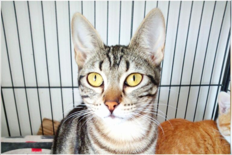 multimedia-foto45409-124-3