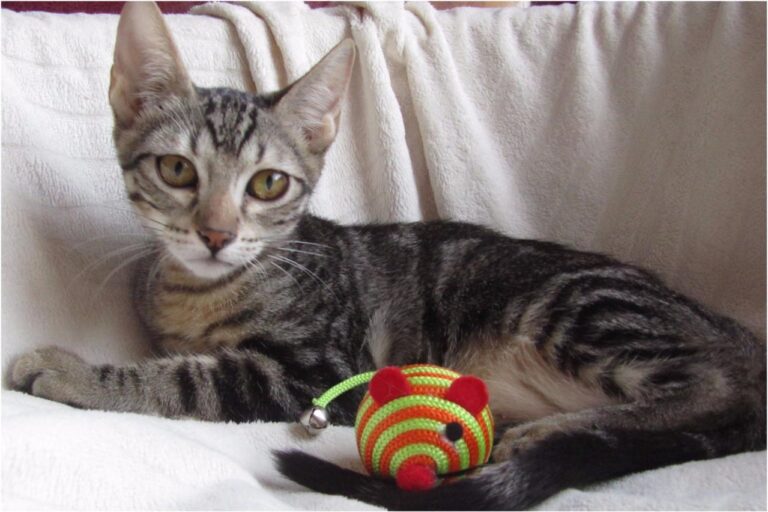 multimedia-foto45410-125-3