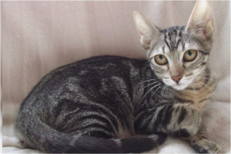 multimedia-foto45411-147-3