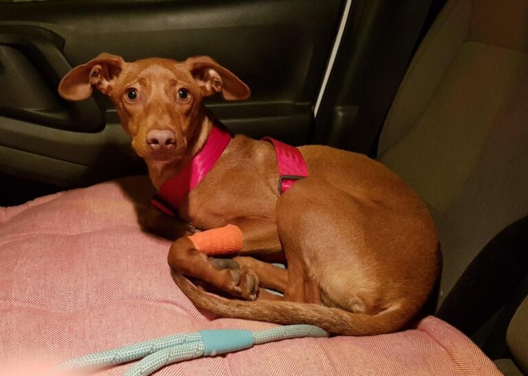 multimedia-foto45546-248-3