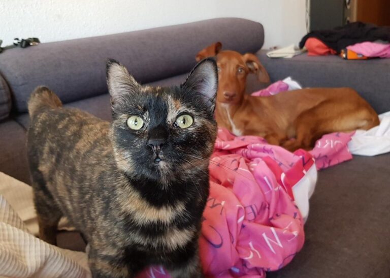 multimedia-foto45550-278-3