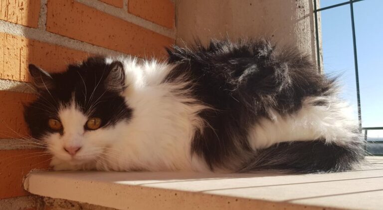 multimedia-foto45557-824-3