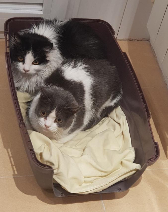 multimedia-foto45572-64-3