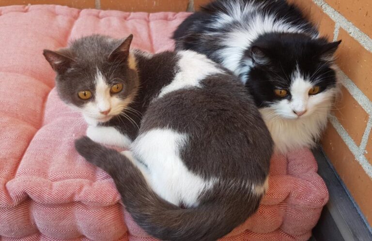 multimedia-foto45573-64-3