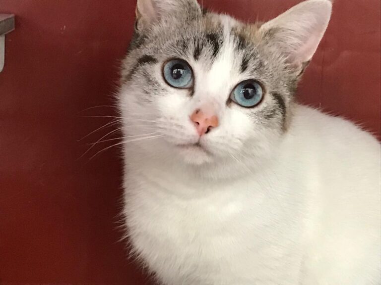 multimedia-foto45614-279-3