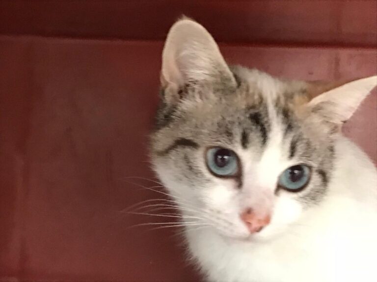 multimedia-foto45615-280-3