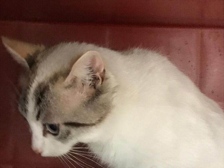 multimedia-foto45616-280-3