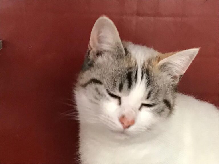 multimedia-foto45617-281-3