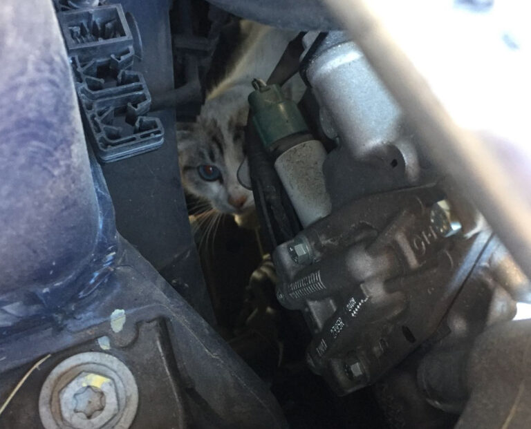 multimedia-foto45650-540-3