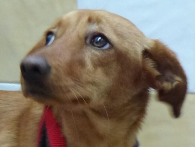 multimedia-foto45658-385-5