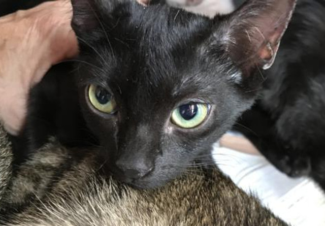 multimedia-foto45690-159-5