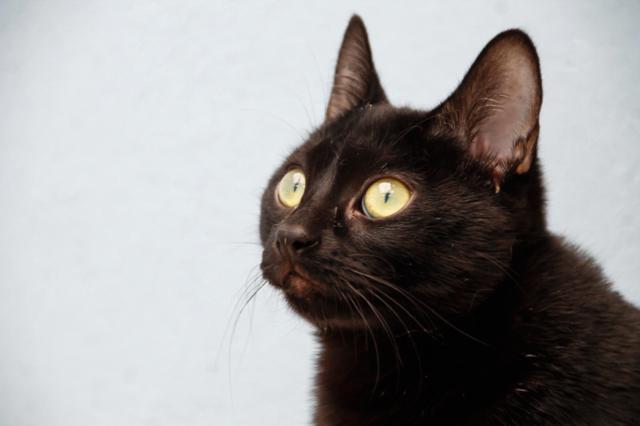 multimedia-foto45694-161-5