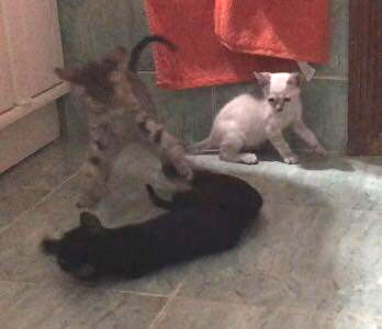 multimedia-foto45696-163-5