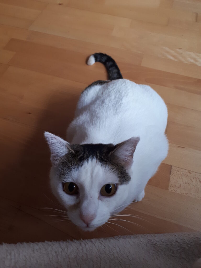 multimedia-foto45703-607-3