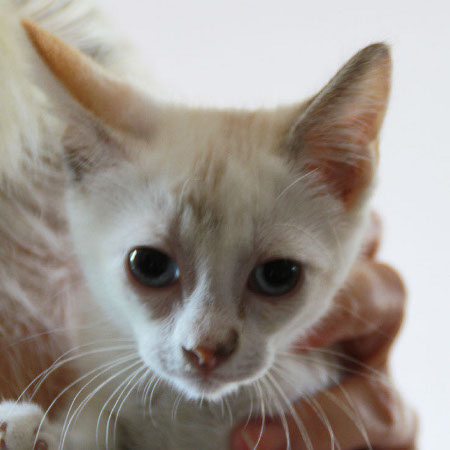 multimedia-foto45753-675-3