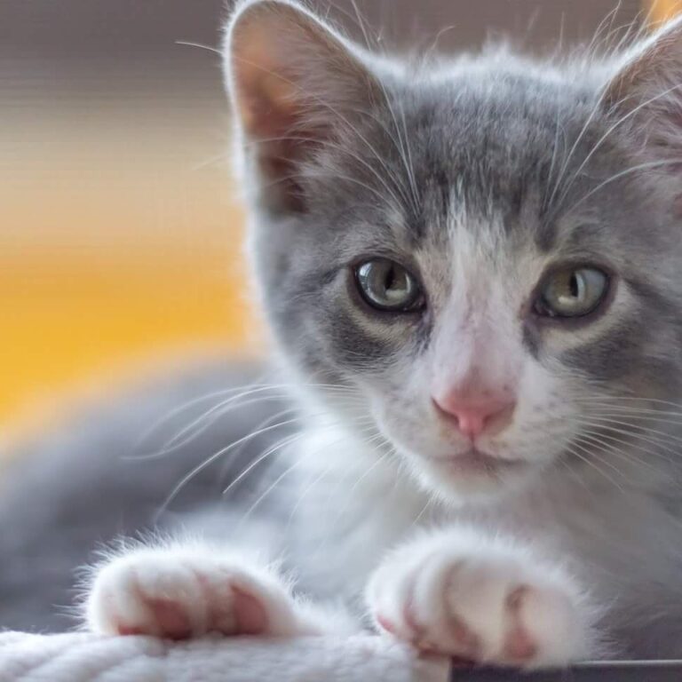 multimedia-foto45798-810-3