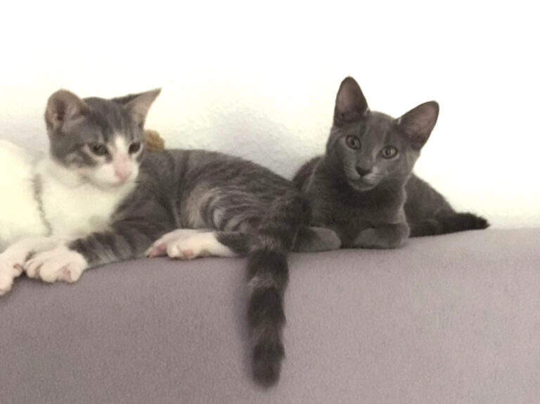 multimedia-foto45799-810-3