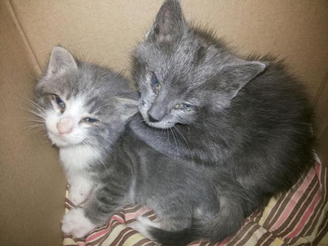 multimedia-foto45801-812-3