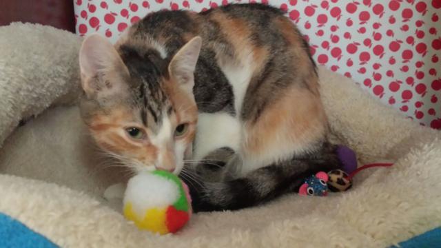 multimedia-foto45815-425-3