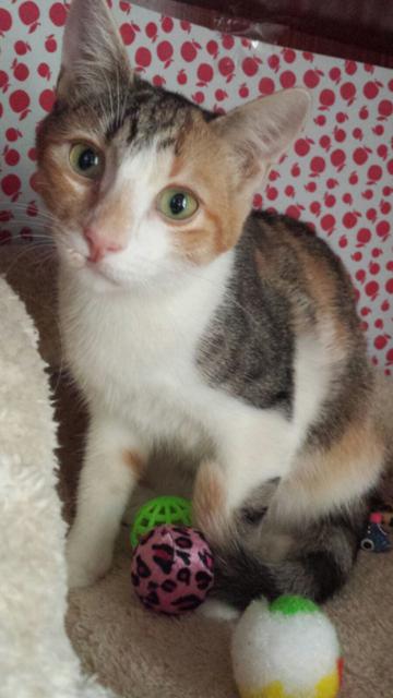 multimedia-foto45816-426-3