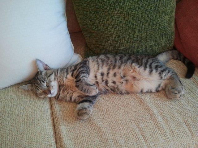 multimedia-foto45825-712-3