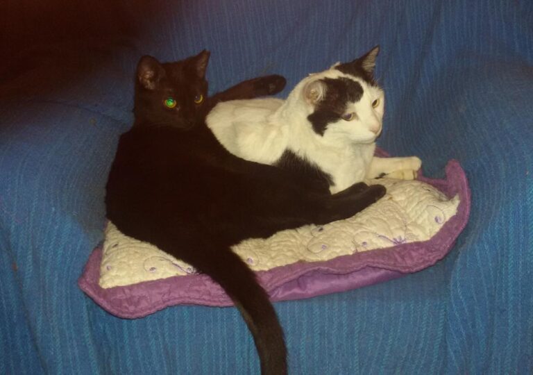 multimedia-foto45927-287-3