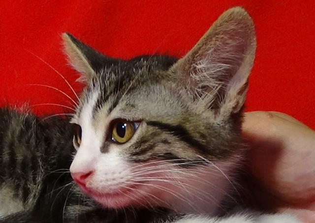 multimedia-foto45954-680-3